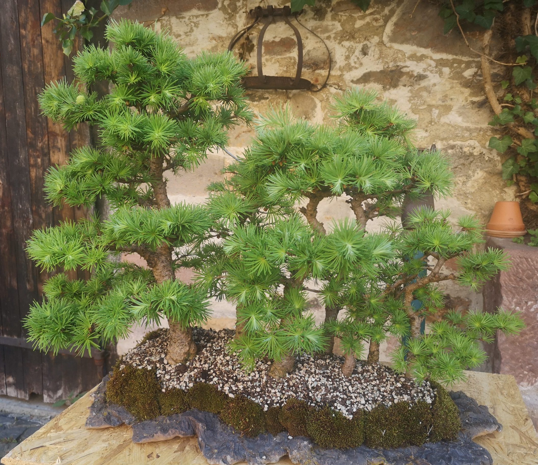 Ein Bonsai Wald